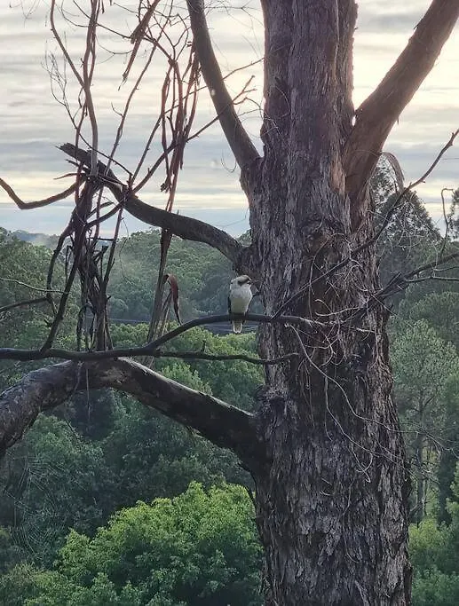 Serenity Cottage Retreat Woombye Australia